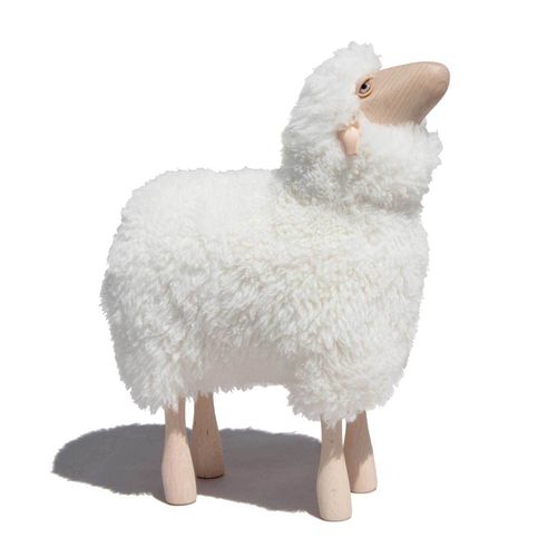 Lamb nosy